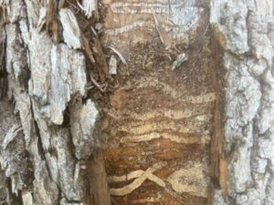 Anlts Emerald Ash Borer