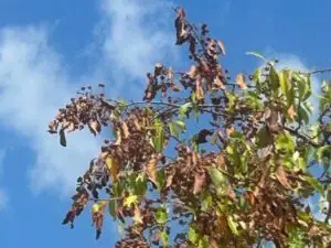 leaves with fireblight, Ozaukee, WI.