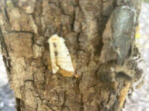 Anlts Gypsy Moth Spongy Moth Full