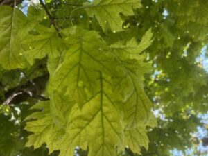 Chlorotic Leaves, Big Bend, Wi.