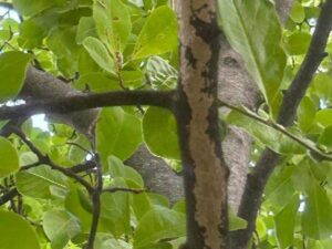 Anlts Scale Insects Magnolia Oil