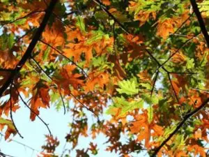 tree with leaf scorch, Elm Grove, WI.
