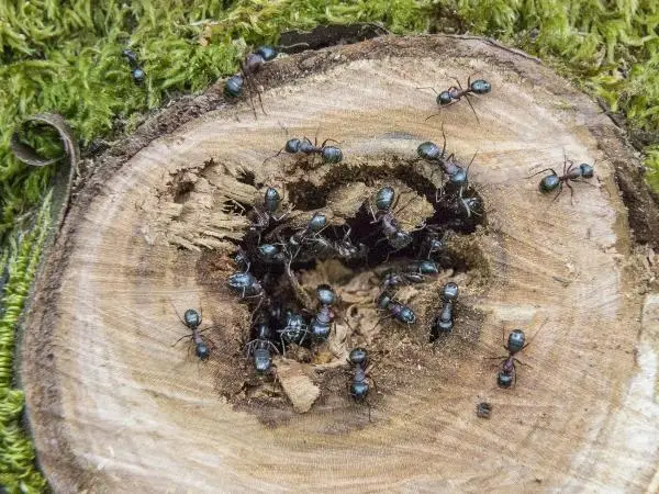 tree stump with carpenter ants.