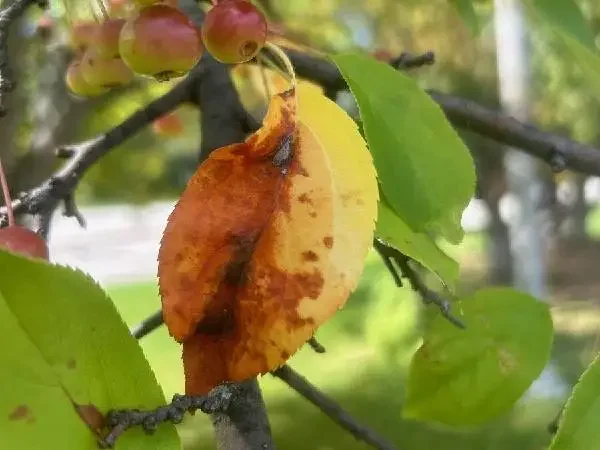 leaves with apple scab, Germantown, WI.