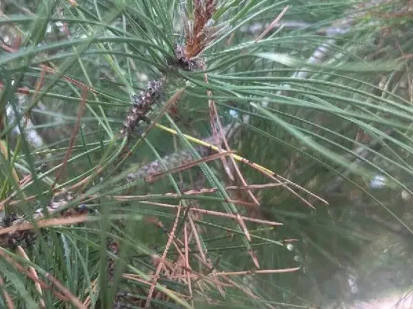 Diplodia tip blight, Big Bend, WI.
