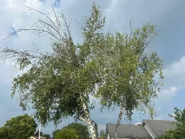 ANLTS-birch-tree-bronze-borer-insecticide