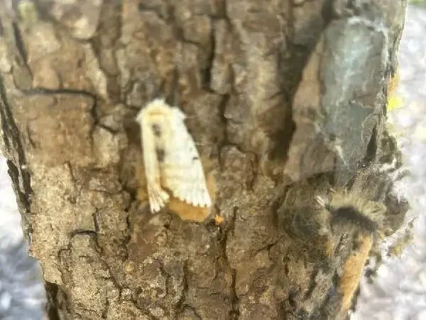 ANLTS-gypsy-moth-spongy-moth-full