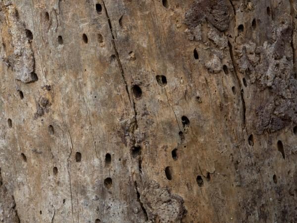 ANLTS-insect-infestation-tree-insect-bark-holes-600x450-compressed