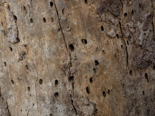 Anlts-Insect-Infestation-Tree-Insect-Bark-Holes-600X450-Compressed