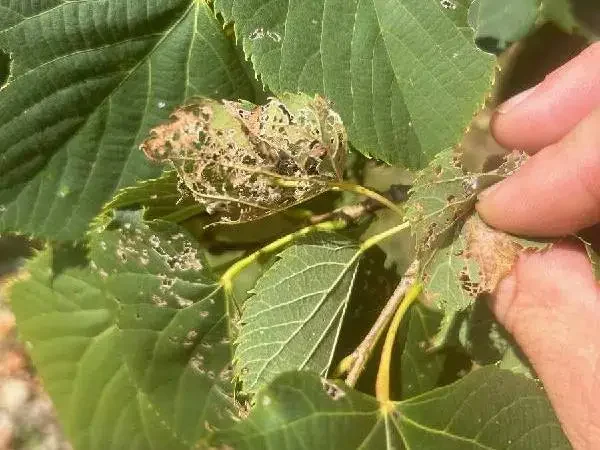ANLTS-japanese-beetle-linden-tree-skeletonized