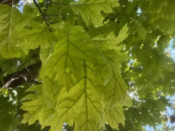 Chlorotic leaves, Big Bend, WI.