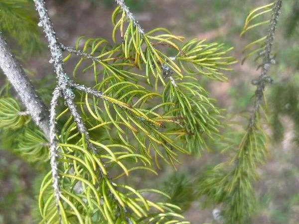 Rhizosphaera Needlecast On A Spruce Tree, Muskego, Wi.