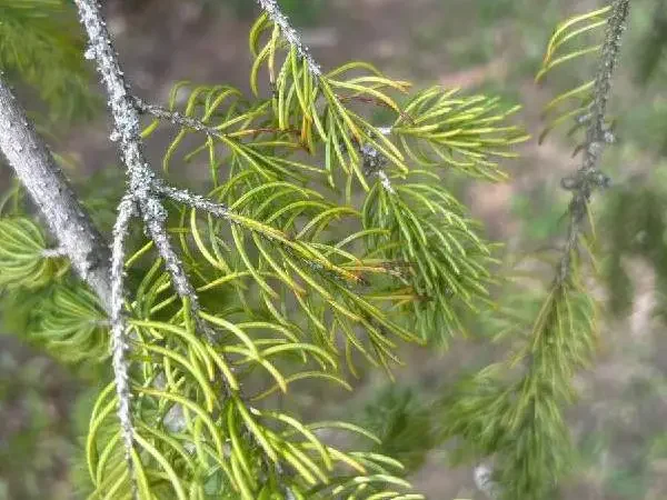 Rhizosphaera Needlecast on a spruce tree, Muskego, WI.