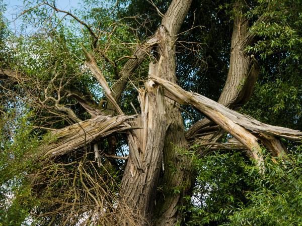 Antls-Insect-Infestation-Tree-Damaged-Split-600X450-Compressed