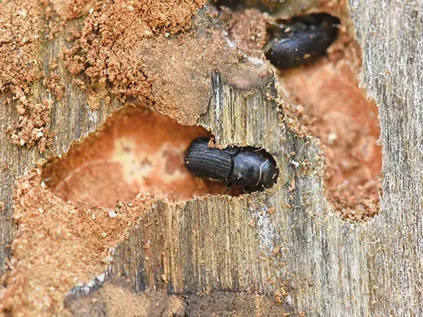elm bark beetles, Brookfield, WI.
