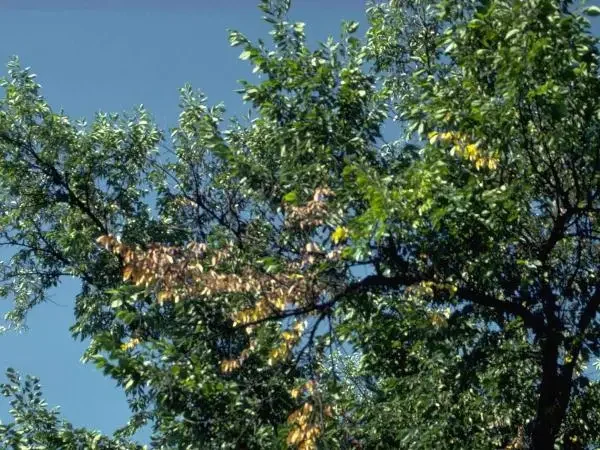 elm with flagging leaves, Elm Grove, WI. Common Milwaukee County Trees.