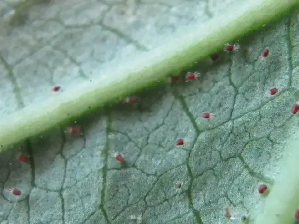 mites-tree-damage-insect-infestation