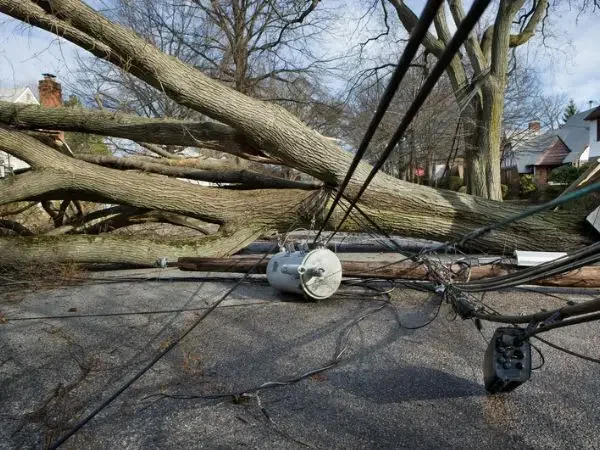 Tree with storm damage, Waukesha, WI.