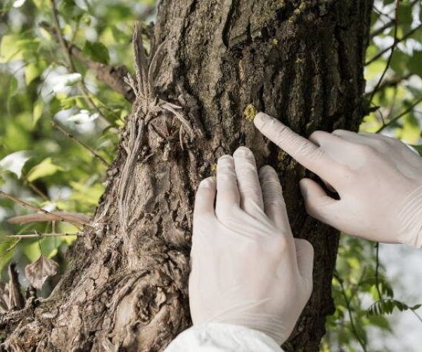 Tree-Inspections-Insect-Infestations-Diseases Hands in gloves examining tree bark for signs of insect infestations and disease, emphasizing the importance of regular tree inspections for maintaining tree health.
