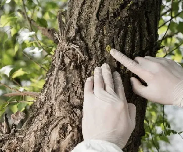 inspecting an insect infestation.
